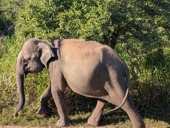 Sri Lanka IST