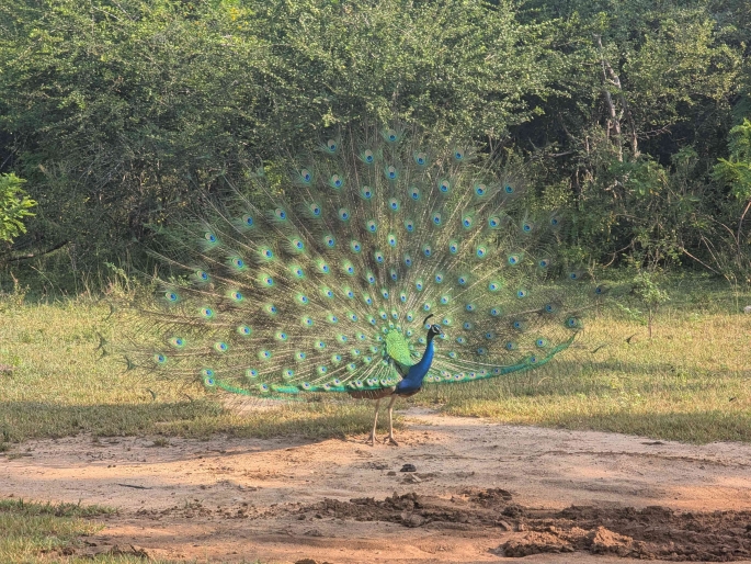 Sri Lanka Sylwester